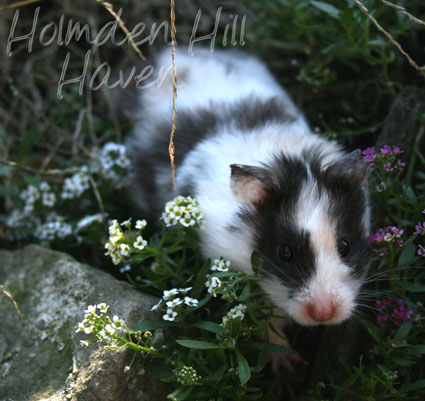 Wisconsin Treasure- Black Tortoiseshell and White (Dominant Spot) Longhaired